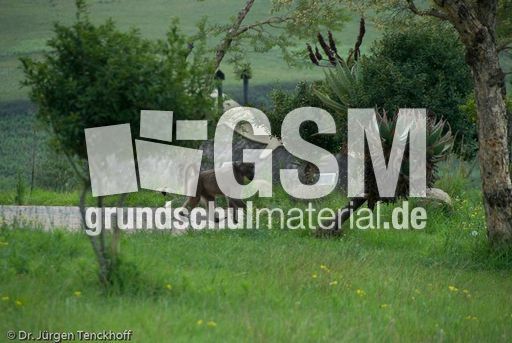 Tschakma Pavian (25 von 48).jpg